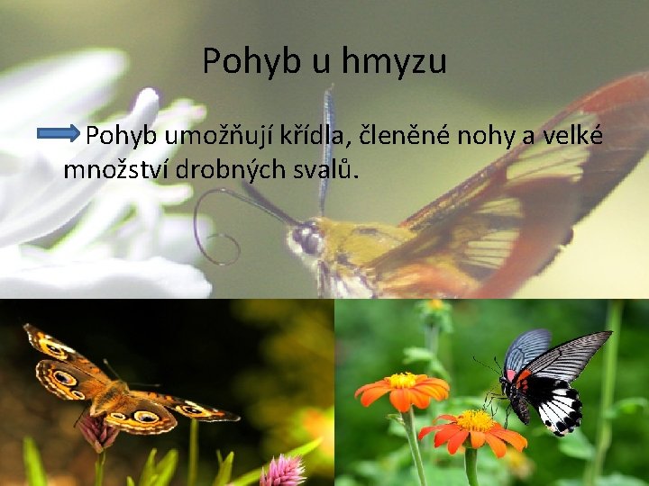 Pohyb u hmyzu Pohyb umožňují křídla, členěné nohy a velké množství drobných svalů. 