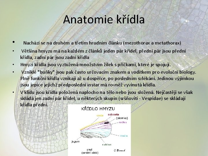 Anatomie křídla • • • Nachází se na druhém a třetím hrudním článku (mezothorax