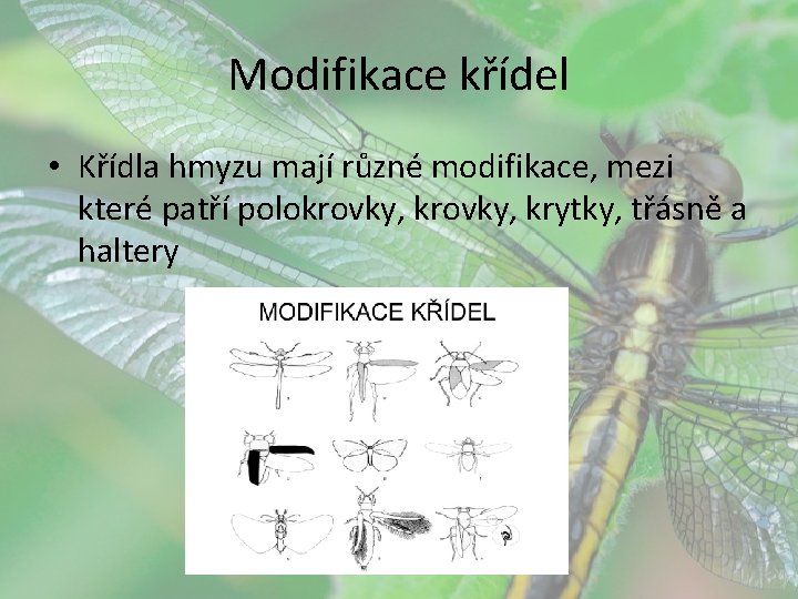 Modifikace křídel • Křídla hmyzu mají různé modifikace, mezi které patří polokrovky, krytky, třásně