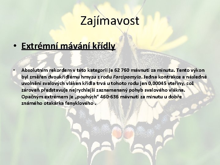 Zajímavost • Extrémní mávání křídly • Absolutním rekordem v této kategorii je 62 760