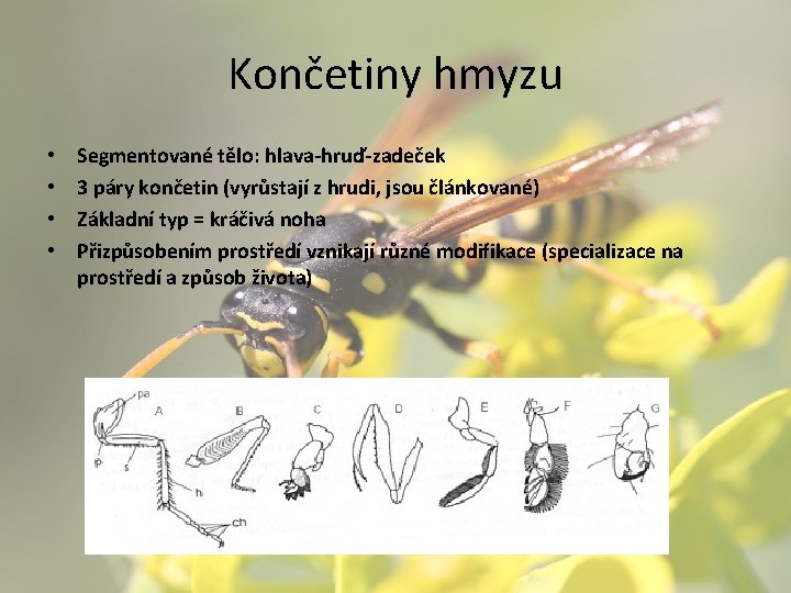 Končetiny hmyzu • • Segmentované tělo: hlava-hruď-zadeček 3 páry končetin (vyrůstají z hrudi, jsou