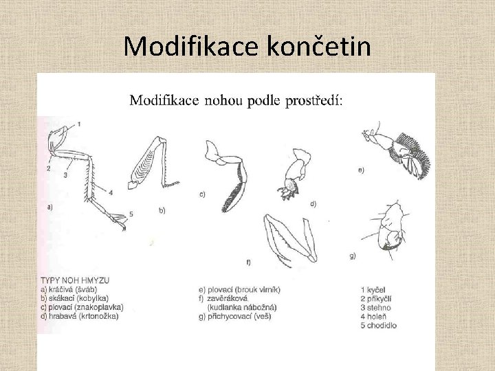 Modifikace končetin 