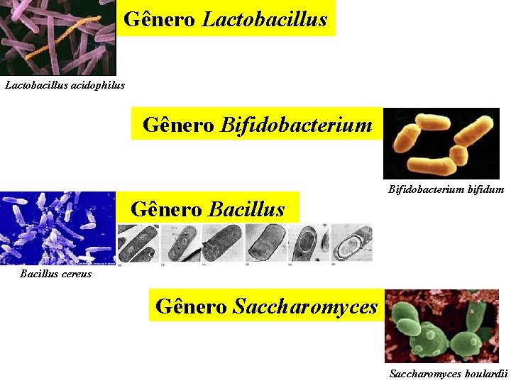 Gênero Lactobacillus acidophilus Gênero Bifidobacterium bifidum Gênero Bacillus cereus Gênero Saccharomyces boulardii 