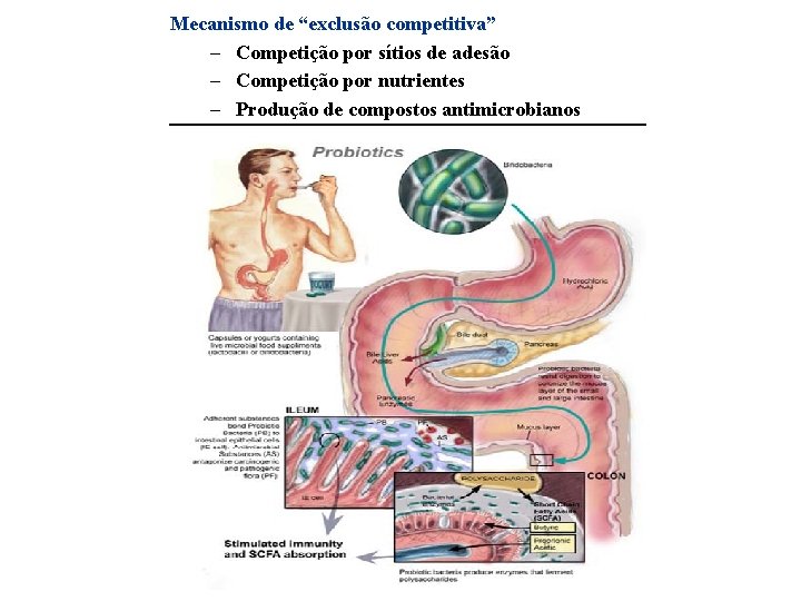 Mecanismo de “exclusão competitiva” – Competição por sítios de adesão – Competição por nutrientes