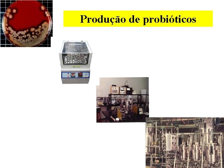 Produção de probióticos 