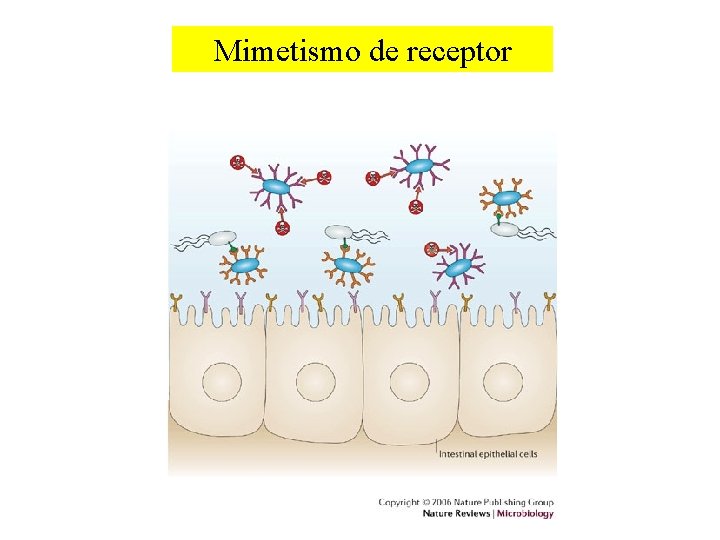 Mimetismo de receptor 