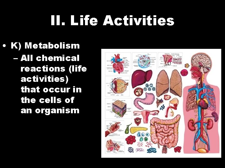 II. Life Activities • K) Metabolism – All chemical reactions (life activities) that occur