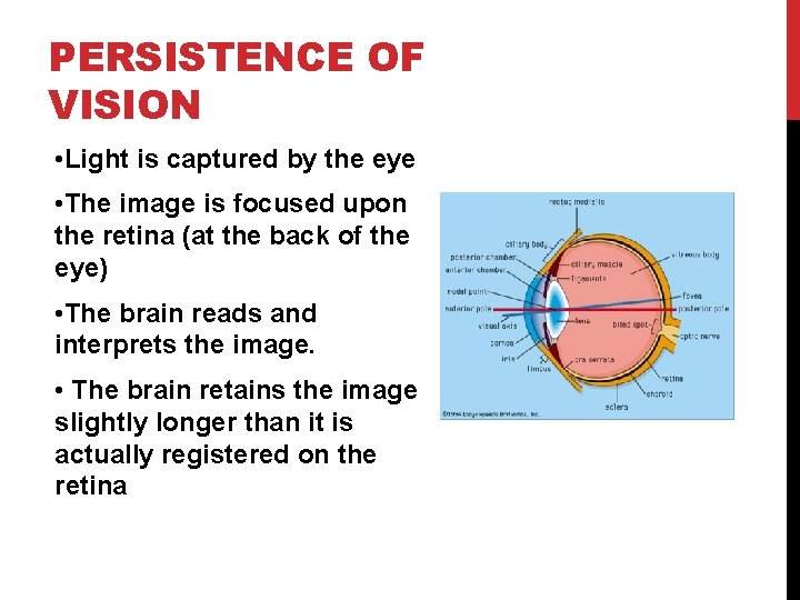 PERSISTENCE OF VISION • Light is captured by the eye • The image is