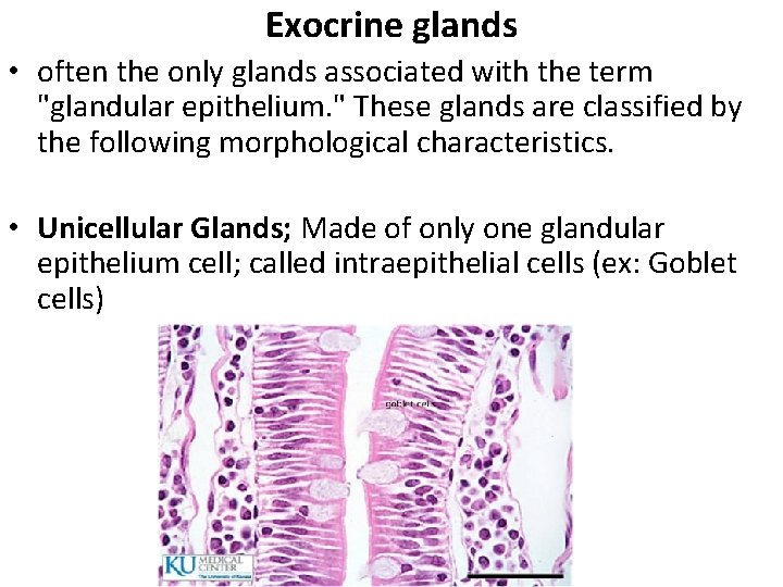 Exocrine glands • often the only glands associated with the term "glandular epithelium. "