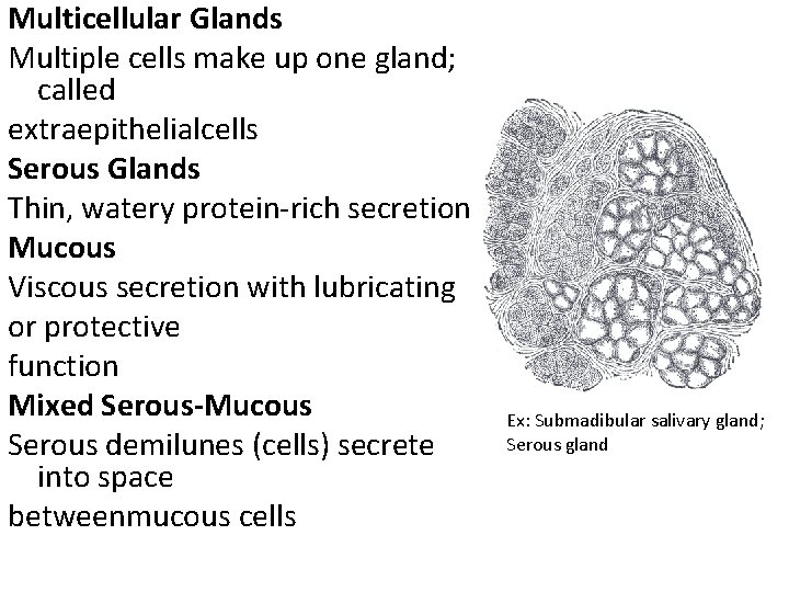 Multicellular Glands Multiple cells make up one gland; called extraepithelialcells Serous Glands Thin, watery