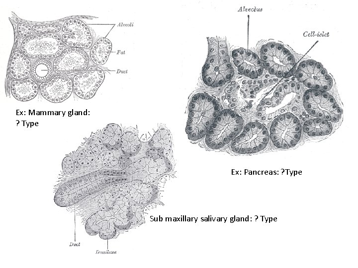 Ex: Mammary gland: ? Type Ex: Pancreas: ? Type Sub maxillary salivary gland: ?