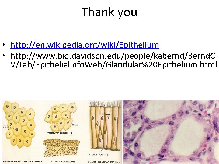 Thank you • http: //en. wikipedia. org/wiki/Epithelium • http: //www. bio. davidson. edu/people/kabernd/Bernd. C