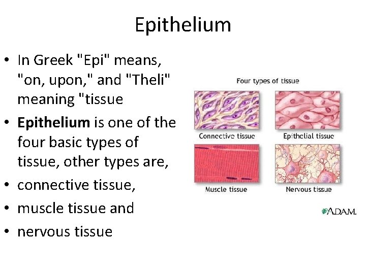 Epithelium • In Greek "Epi" means, "on, upon, " and "Theli" meaning "tissue •