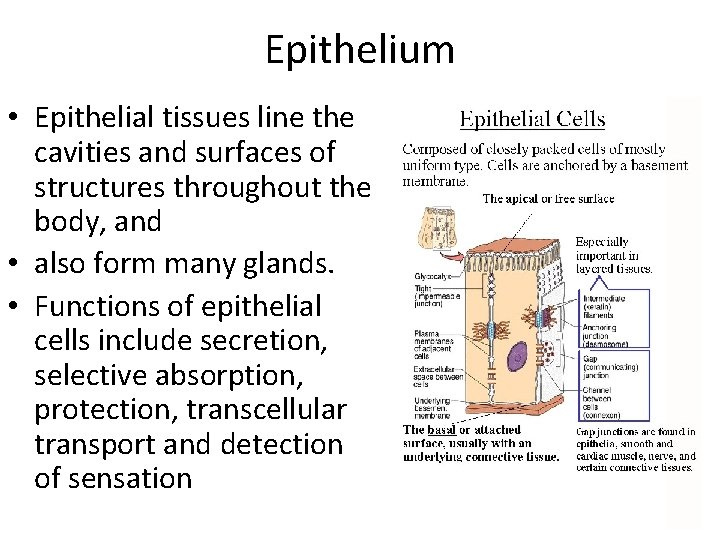 Epithelium • Epithelial tissues line the cavities and surfaces of structures throughout the body,