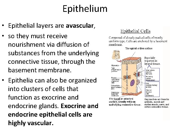 Epithelium • Epithelial layers are avascular, • so they must receive nourishment via diffusion