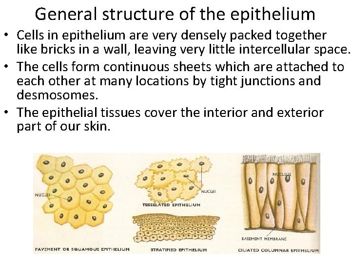 General structure of the epithelium • Cells in epithelium are very densely packed together