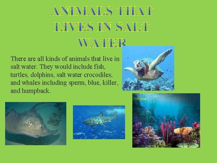 There all kinds of animals that live in salt water. They would include fish,