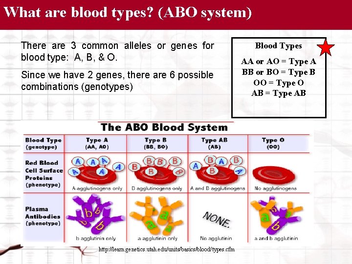 What are blood types? (ABO system) There are 3 common alleles or genes for