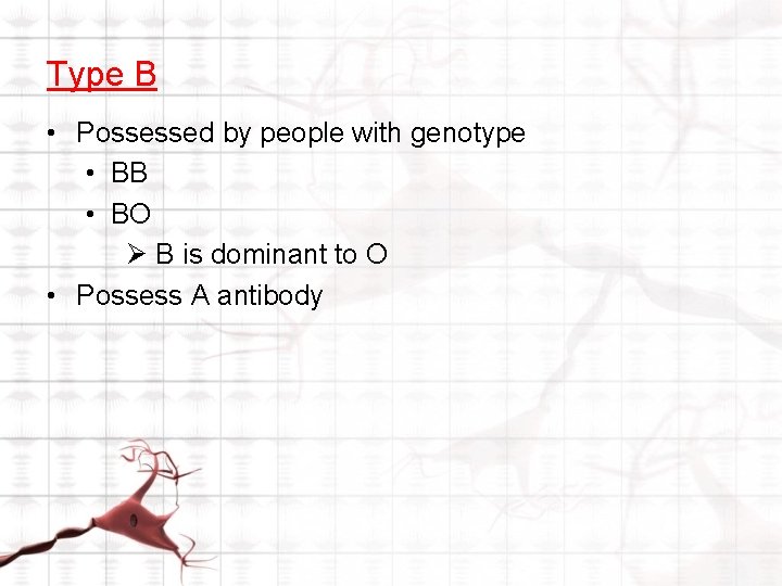 Type B • Possessed by people with genotype • BB • BO Ø B