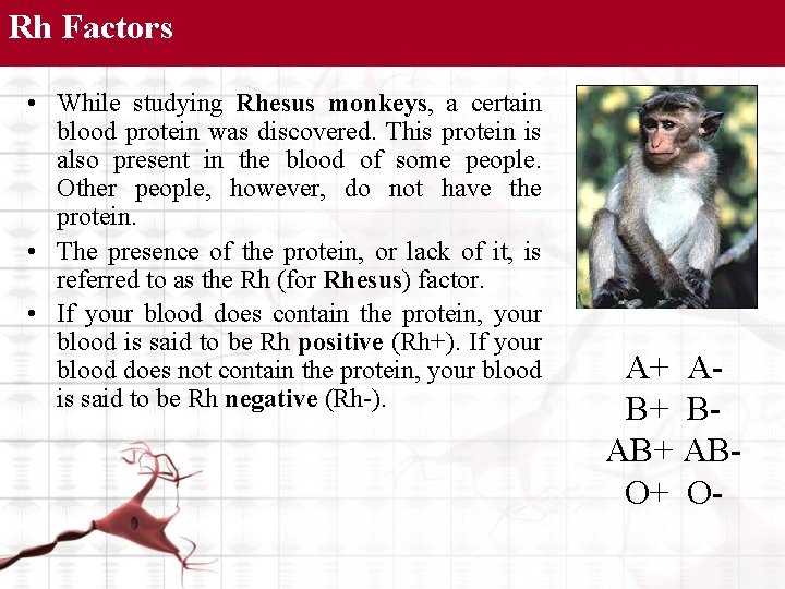 Rh Factors • While studying Rhesus monkeys, a certain blood protein was discovered. This