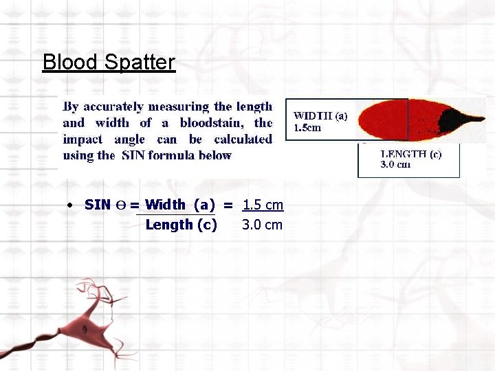 Blood Spatter • SIN Ө = Width (a) = 1. 5 cm Length (c)