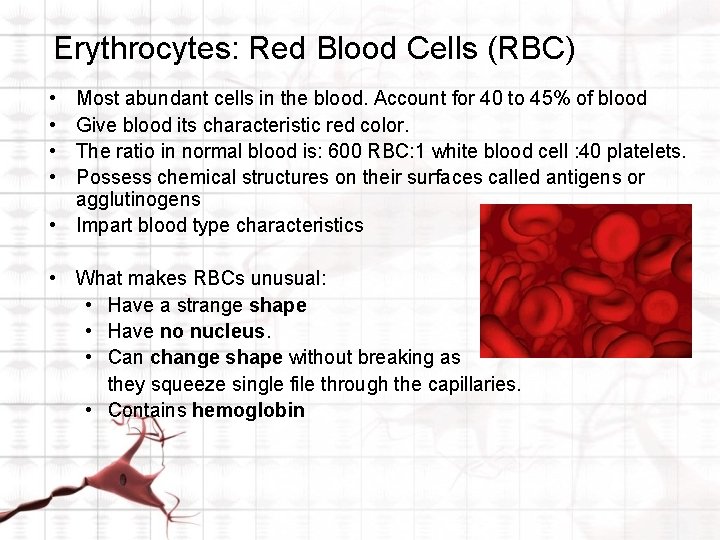 Erythrocytes: Red Blood Cells (RBC) • • Most abundant cells in the blood. Account
