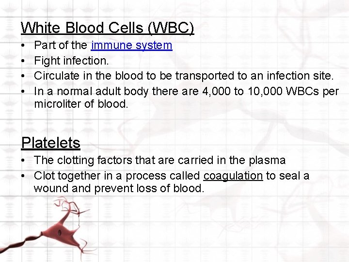 White Blood Cells (WBC) • • Part of the immune system Fight infection. Circulate