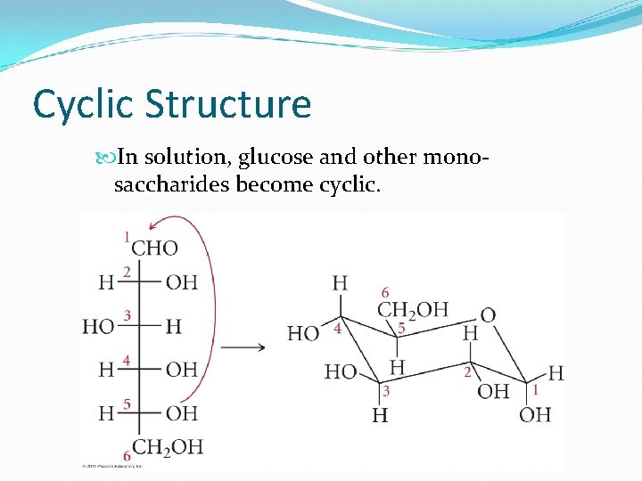 Cyclic Structure In solution, glucose and other monosaccharides become cyclic. 