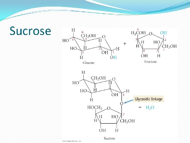 Sucrose 