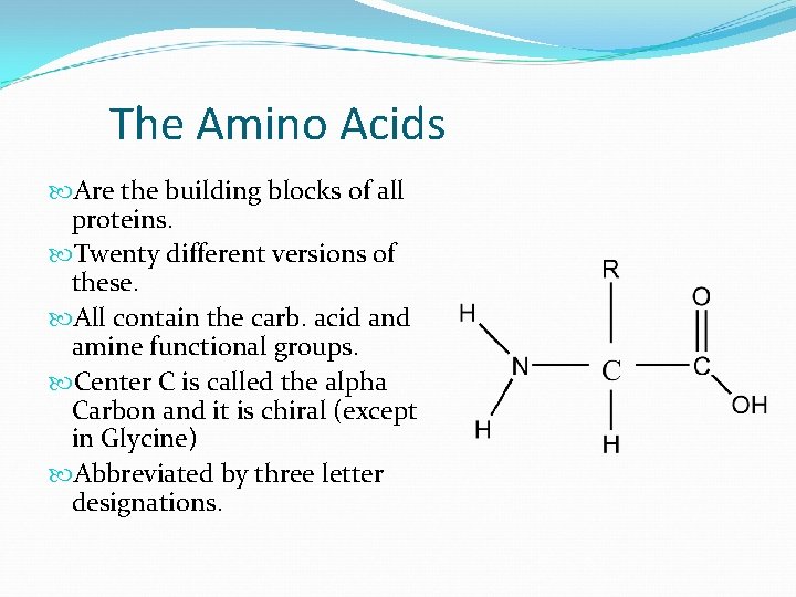The Amino Acids Are the building blocks of all proteins. Twenty different versions of