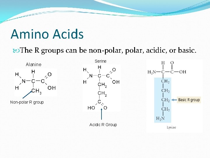 Amino Acids The R groups can be non-polar, acidic, or basic. Alanine Serine Non-polar