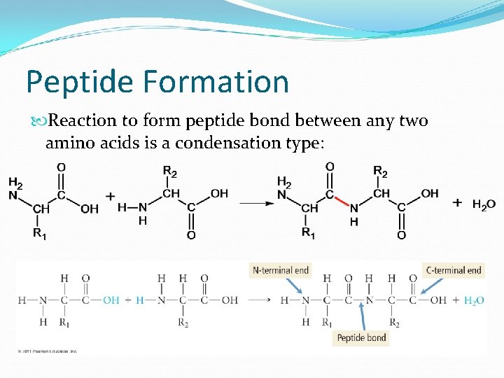Peptide Formation Reaction to form peptide bond between any two amino acids is a