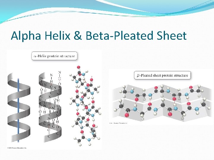 Alpha Helix & Beta-Pleated Sheet 