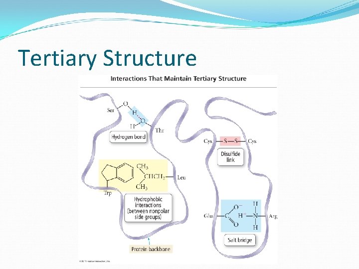 Tertiary Structure 