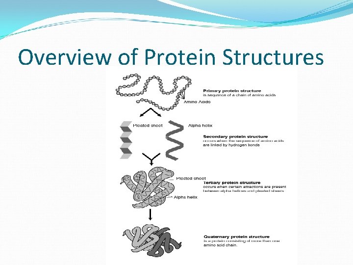 Overview of Protein Structures 