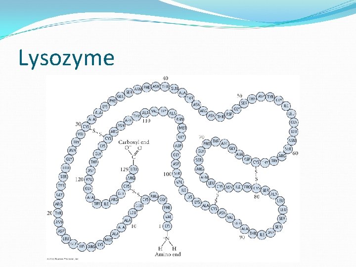 Lysozyme 