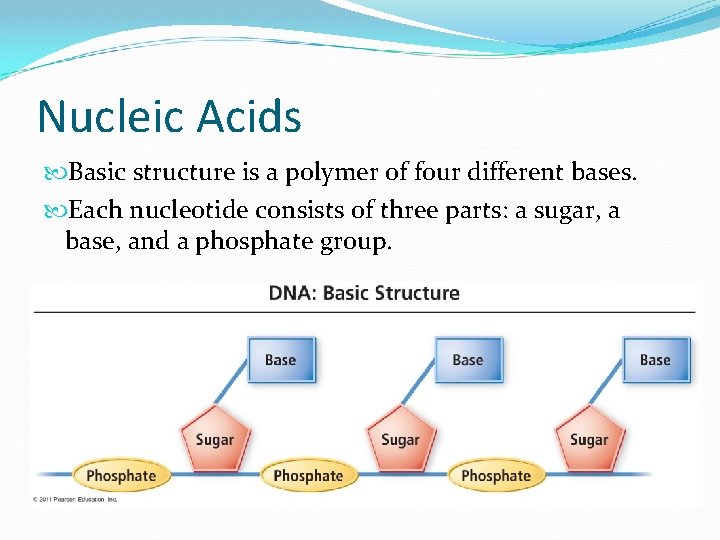 Nucleic Acids Basic structure is a polymer of four different bases. Each nucleotide consists