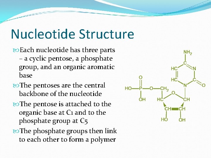Nucleotide Structure Each nucleotide has three parts – a cyclic pentose, a phosphate group,