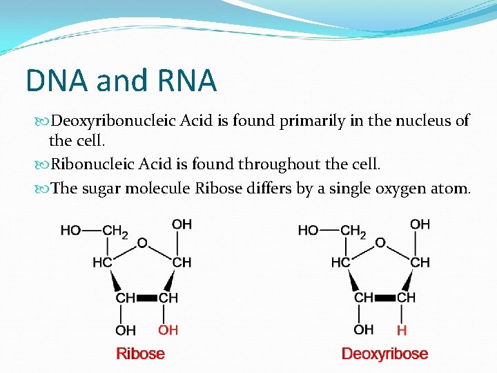 DNA and RNA Deoxyribonucleic Acid is found primarily in the nucleus of the cell.