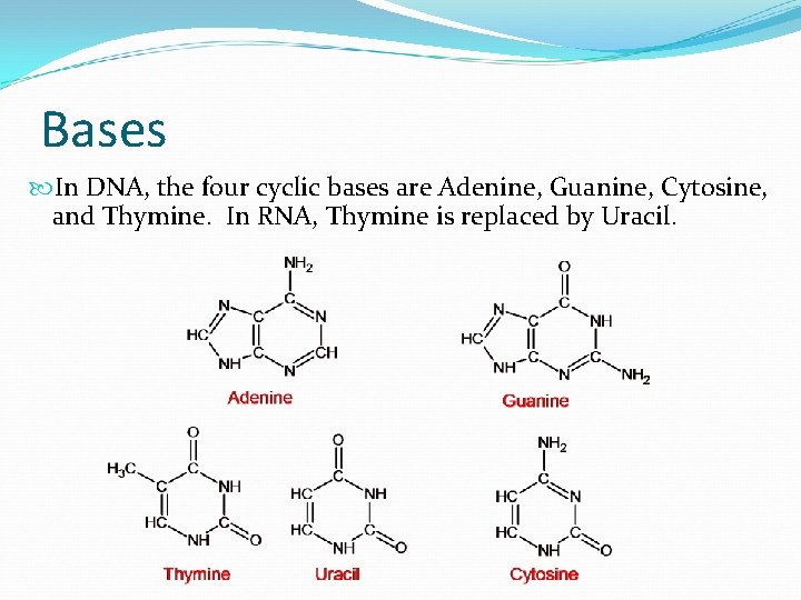 Bases In DNA, the four cyclic bases are Adenine, Guanine, Cytosine, and Thymine. In