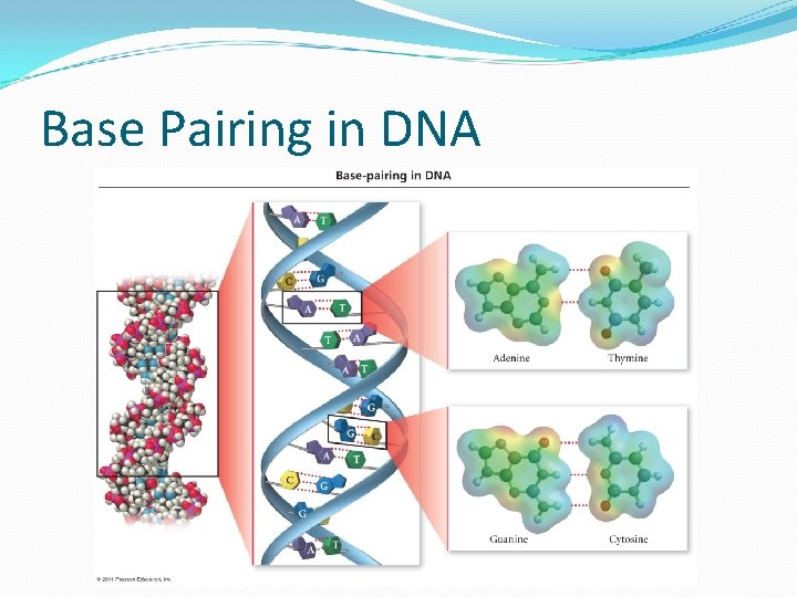 Base Pairing in DNA 