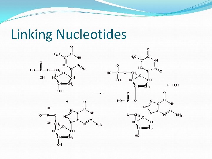 Linking Nucleotides 