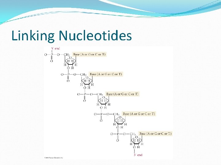 Linking Nucleotides 