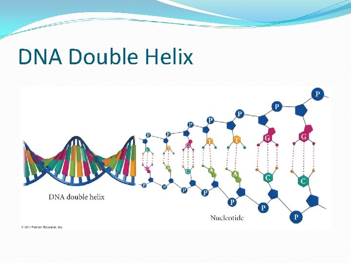 DNA Double Helix 
