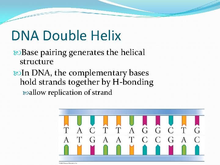 DNA Double Helix Base pairing generates the helical structure In DNA, the complementary bases