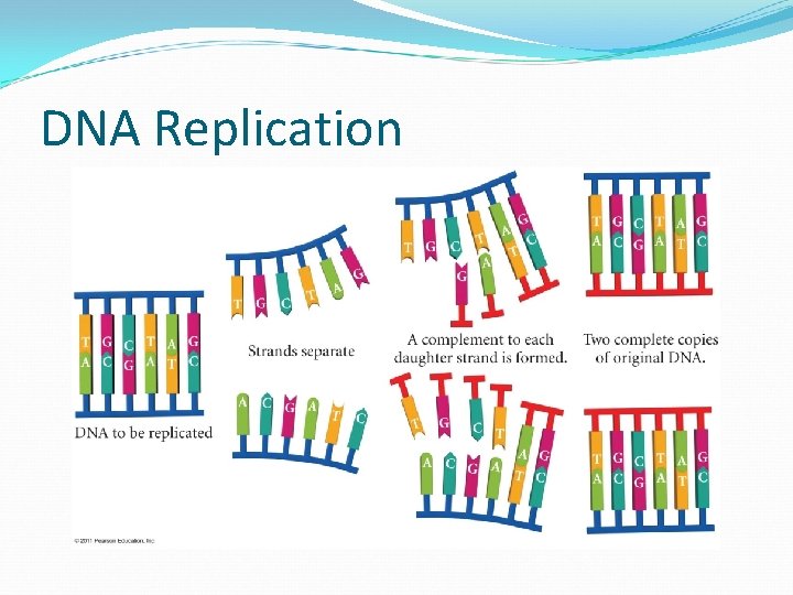 DNA Replication 