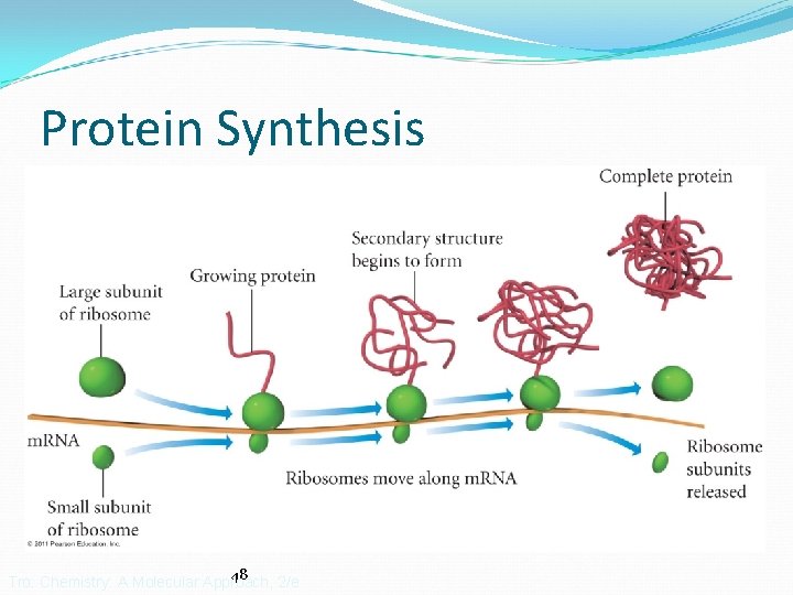 Protein Synthesis 48 Tro: Chemistry: A Molecular Approach, 2/e 
