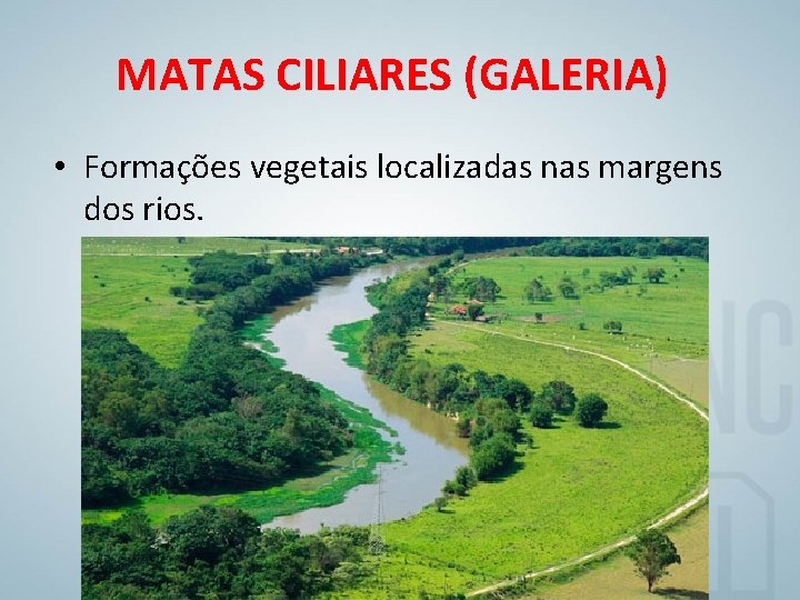 MATAS CILIARES (GALERIA) • Formações vegetais localizadas nas margens dos rios. 