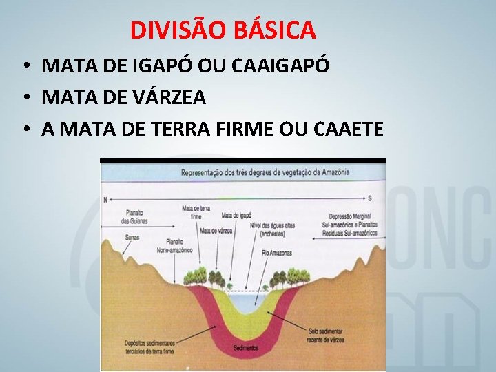 DIVISÃO BÁSICA • MATA DE IGAPÓ OU CAAIGAPÓ • MATA DE VÁRZEA • A