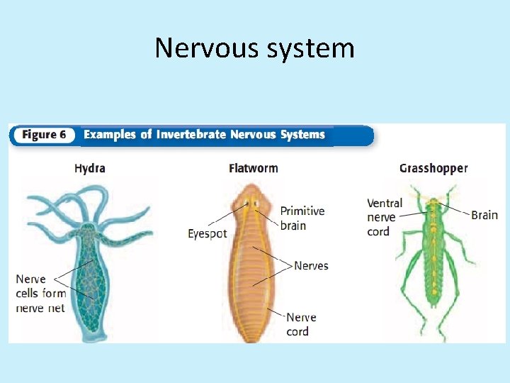Nervous system 